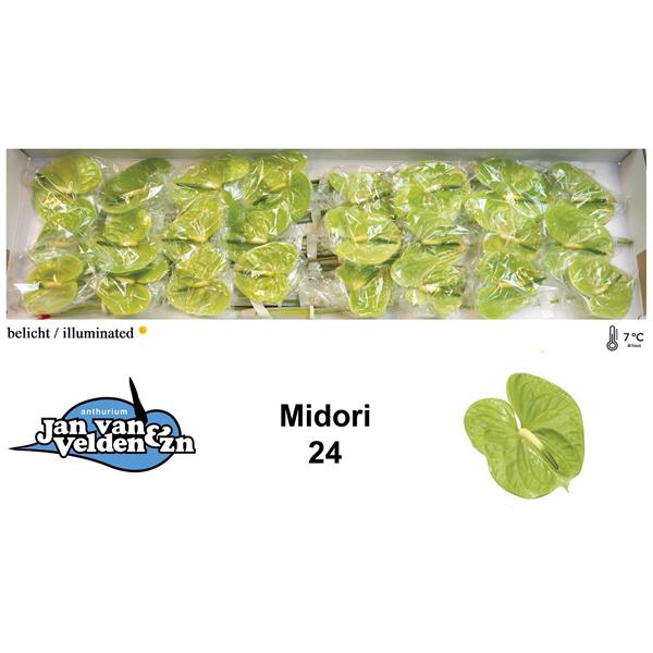 <h4>Anth A Midori 11 cm X24 Jan van Velden</h4>