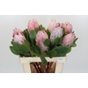 Protea Cynaroides