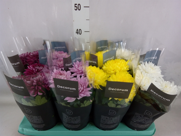 <h4>Chrysanthemum  'Supernova'  ..mix</h4>