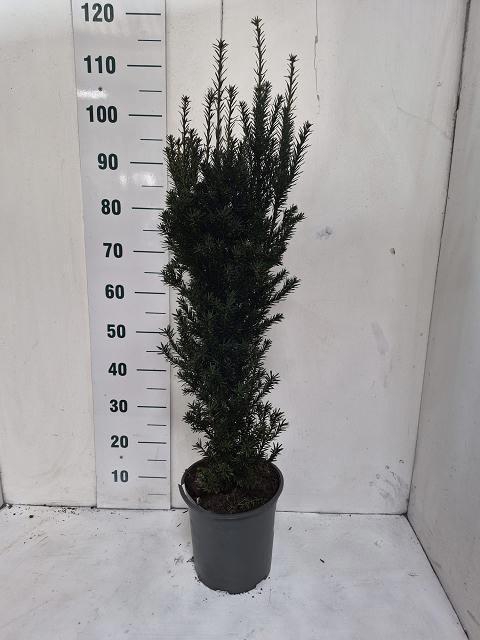 <h4>TAXUS M HICKSII</h4>