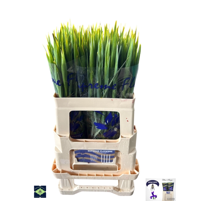 <h4>IRIS BLUE MAGIC</h4>