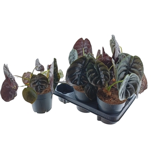 ALOC CU RED SECRET