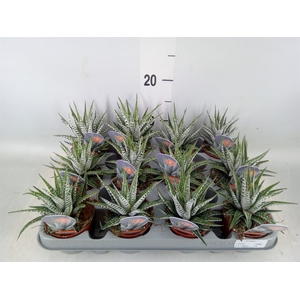 Haworthia fasciata 'Alba'