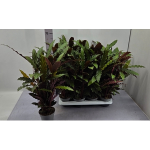 Calathea Rufibarba 14Ø 65cm
