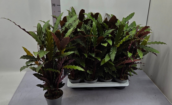 Calathea Rufibarba 14Ø 65cm
