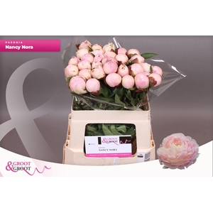 Paeonia Nancy Nora