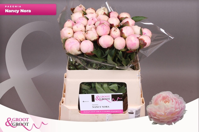 <h4>Paeonia Nancy Nora</h4>
