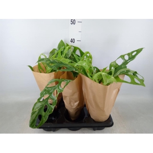 Monstera   ...