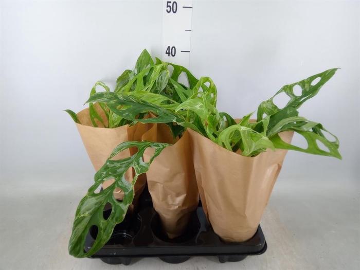 <h4>Monstera   ...</h4>