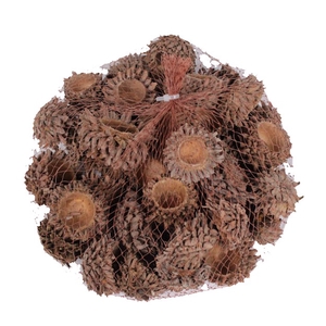 Acorn Cones 500gram in net natural 