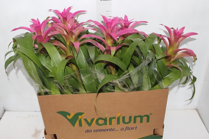 <h4>GUZMANIA VOILA P14</h4>
