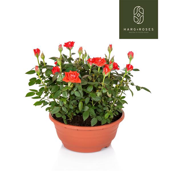<h4>Rosa Kordana Schaal Oranje</h4>