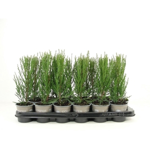 Juniperus scopulorum Blue Arrow