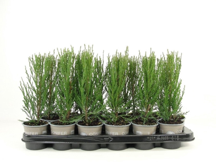 <h4>Juniperus scopulorum Blue Arrow</h4>