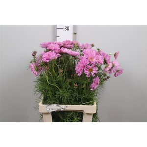 Cosmos Bipin Pink