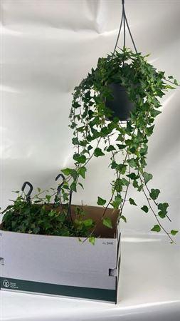 <h4>Hed He Wilco</h4>