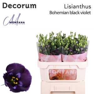 Eust Bohemian Black Violet