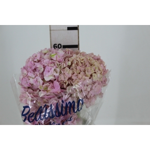 HORTENSIA FORCE 060 CM ROSA