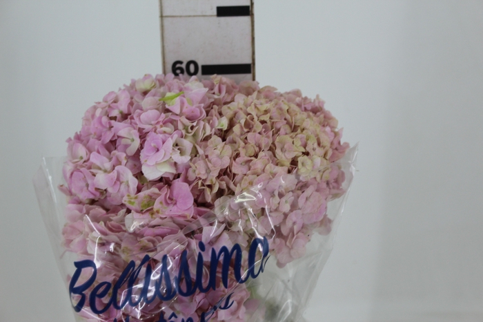 <h4>HORTENSIA FORCE 060 CM ROSA</h4>