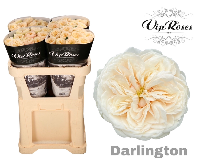 <h4>R GR DARLINGTON x40</h4>