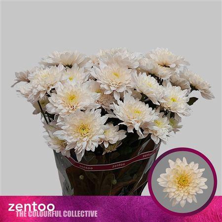 <h4>Chr T Pastel Bellini</h4>