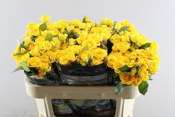 <h4>R Tr Yellow Babe L 70</h4>