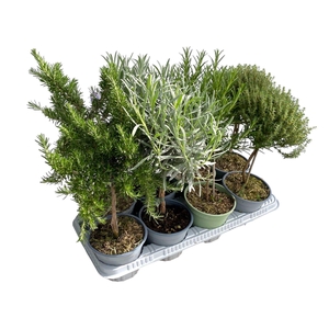 Italiaanse tuinkruiden gemengd - op stam