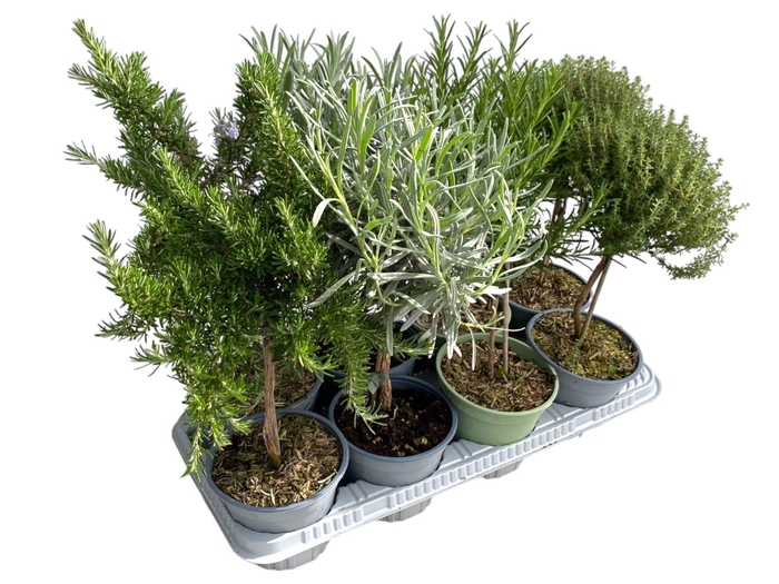 <h4>Italiaanse tuinkruiden gemengd - op stam</h4>