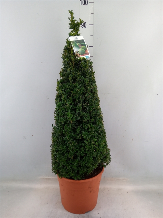 <h4>Buxus semp.   ...</h4>