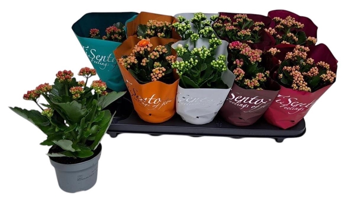 <h4>KAL GE GEM 5 KL</h4>