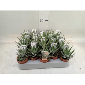 Haworthia fasciata 'Big Band'