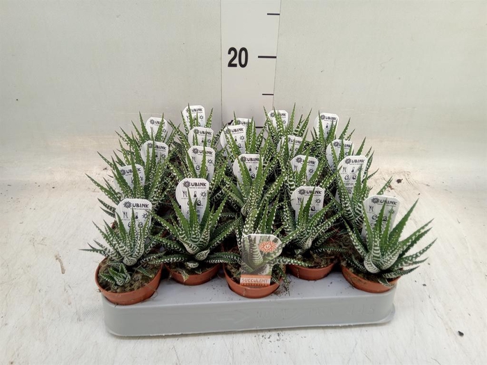 <h4>Haworthia fasciata 'Big Band'</h4>