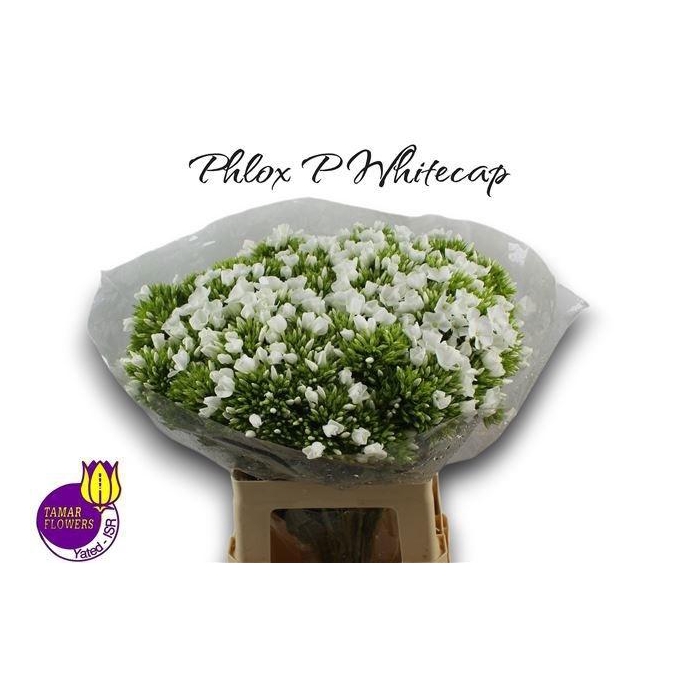 <h4>Phlox P Whitecap</h4>