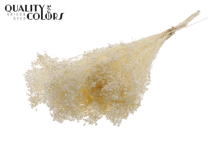 Broom Bloom p/bunch in poly Bleached