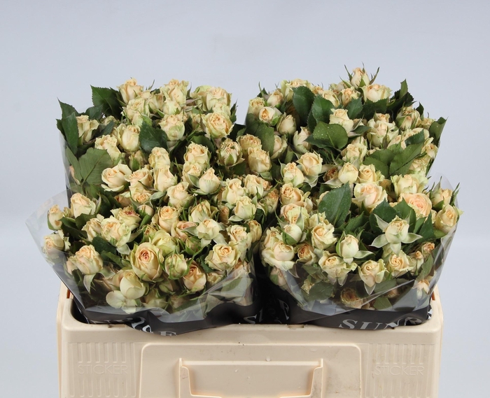 <h4>R TR TRINITY</h4>