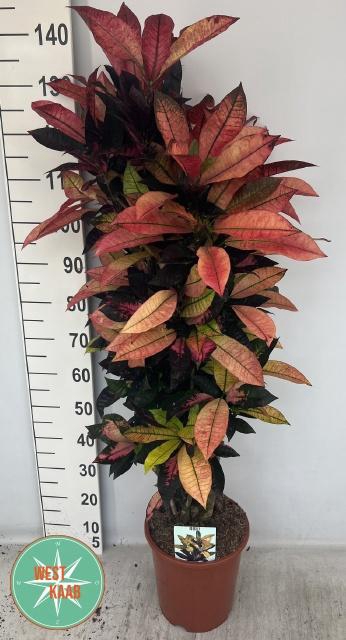 <h4>COD KL MRS ICETON</h4>