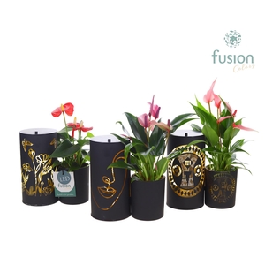 LED Duo glazen met Anthurium