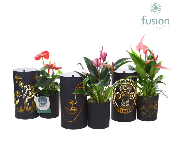 <h4>LED Duo glazen met Anthurium</h4>