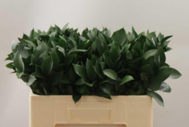 <h4>RUSCUS HYPOPHYLLUM</h4>