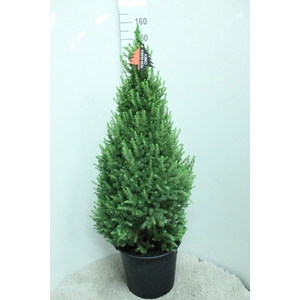 Picea glauca 'Conica'