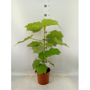 Sparrmannia africana