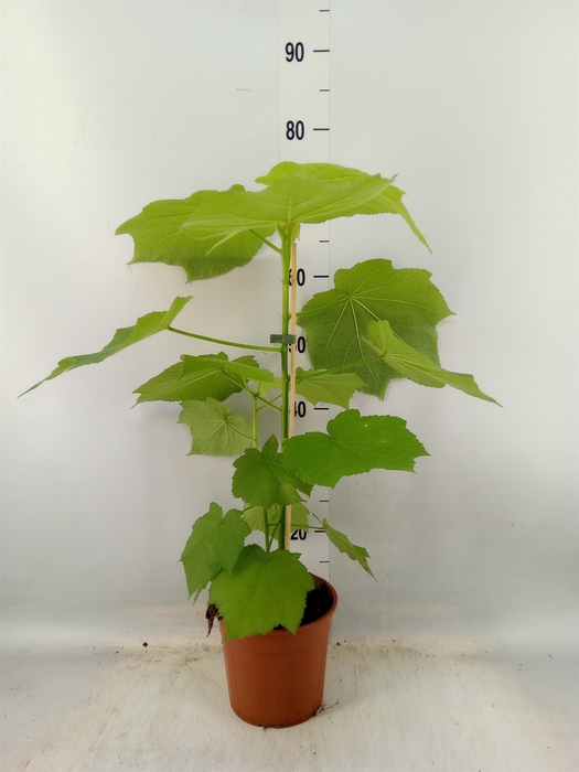 <h4>Sparrmannia africana</h4>