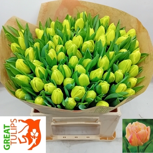 TU DU APRIC SYMBIOSE