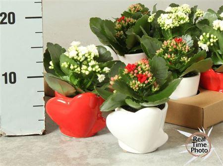 <h4>Arr Kamerpl</h4>