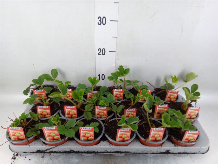 <h4>Fragaria   ...</h4>