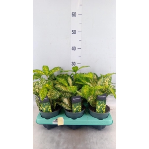 Dracaena surculosa 'Florida Beauty'