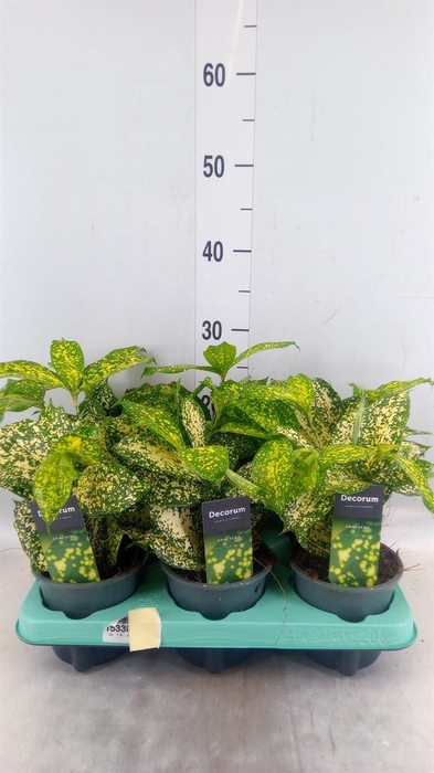 <h4>Dracaena surculosa 'Florida Beauty'</h4>