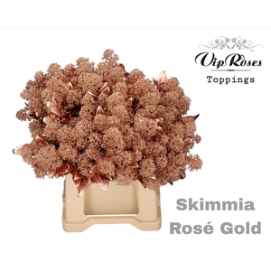 Skimmia Rosé Gold