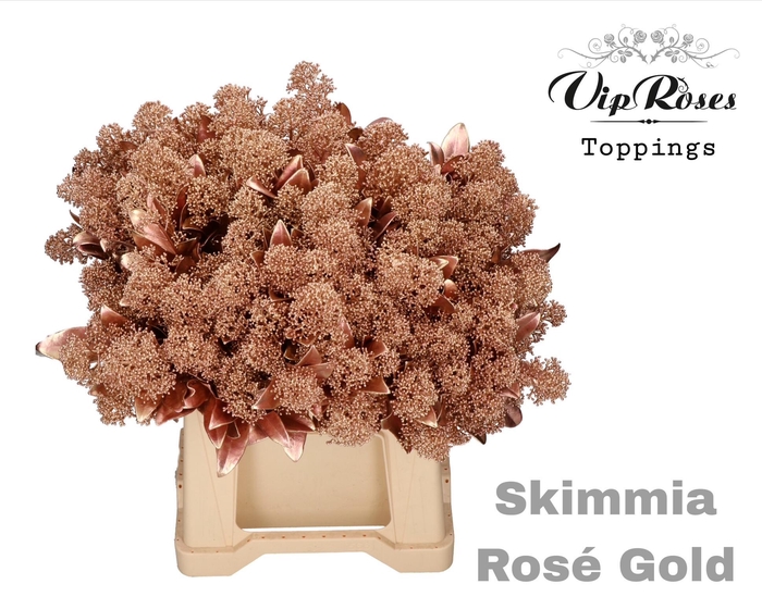 <h4>SKIMMIA ROSÉ GOLD</h4>