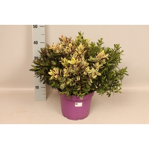Hebe andersonii Garden Dream Quattro